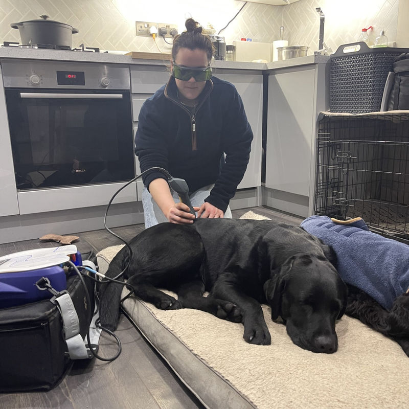 Class 4 laser therapy on a dog