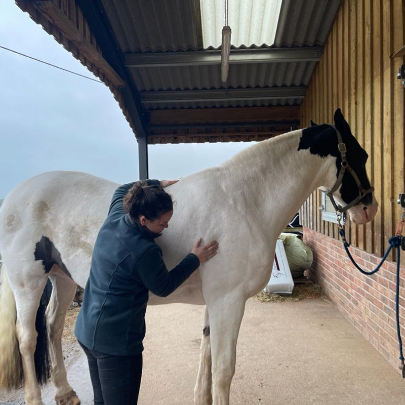 Equine physiotherapy outdoors