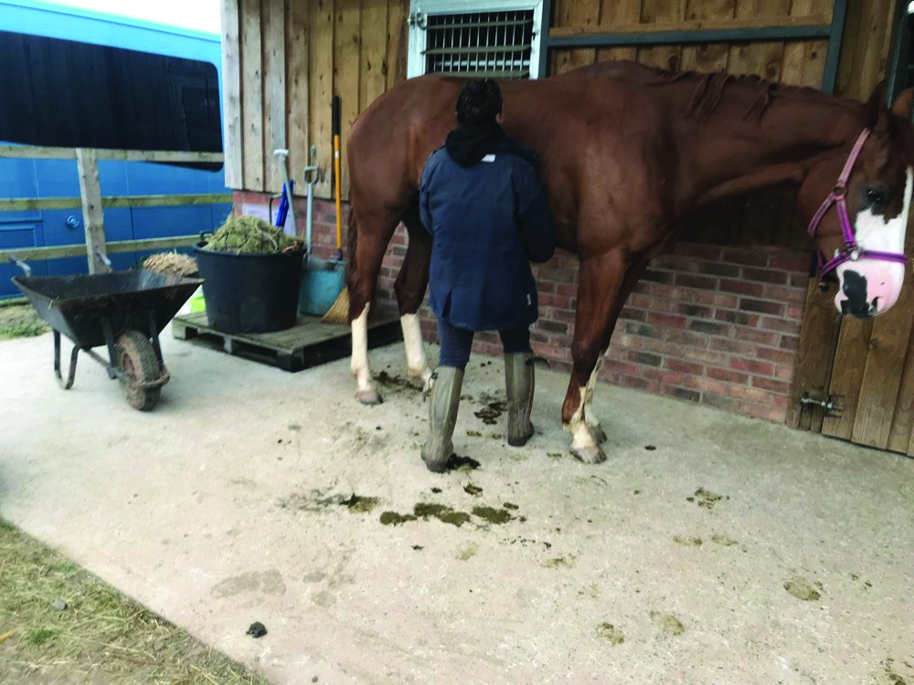 Equine physiotherapy session on the yard
